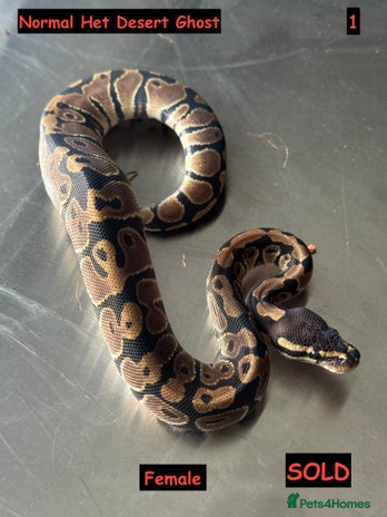 Python Snake reptiles Baby Ball Python's - Advert 4