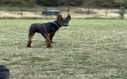 Mixed Breed dogs for sale: Laizhou Hong (Chinese red dog) puppies  in Rotherham - Image 15