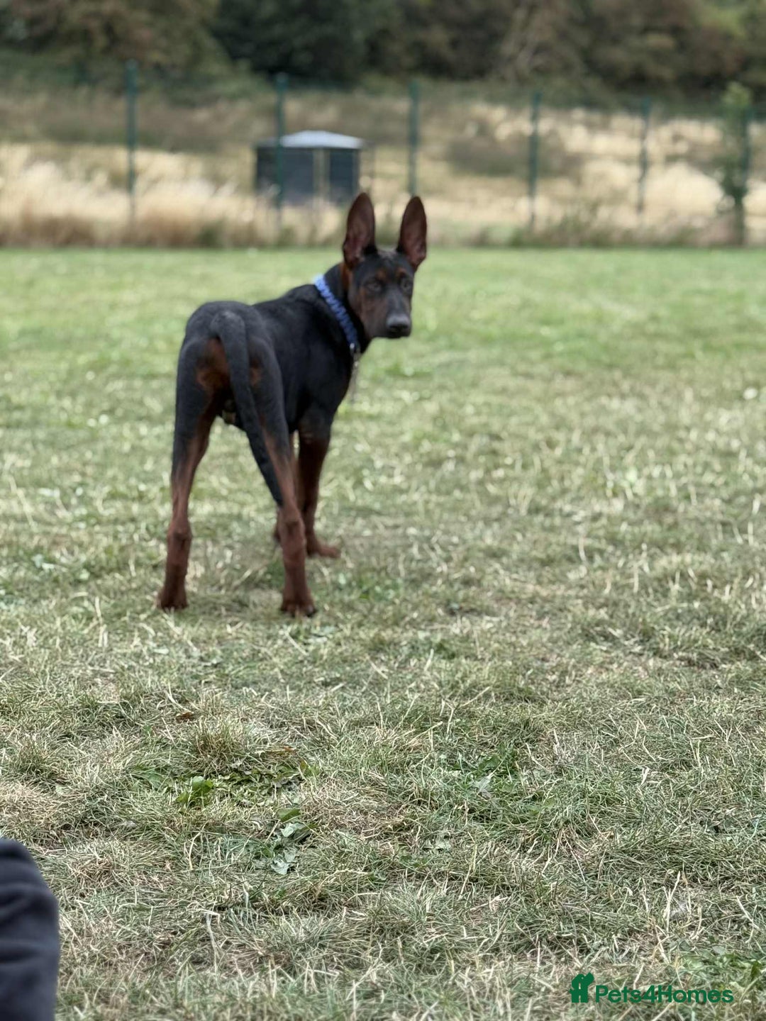 Mixed Breed dogs for sale: Laizhou Hong (Chinese red dog) puppies  in Rotherham - Image 15