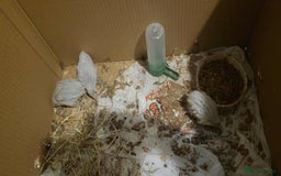 Quail poultry for sale: £5 for 4 button quails - Advert 2