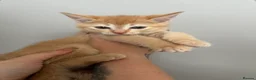 Abyssinian cats for sale: STUNNING ABYSSINIAN MIXED BABIES NEEDING HOMES  - Advert 3