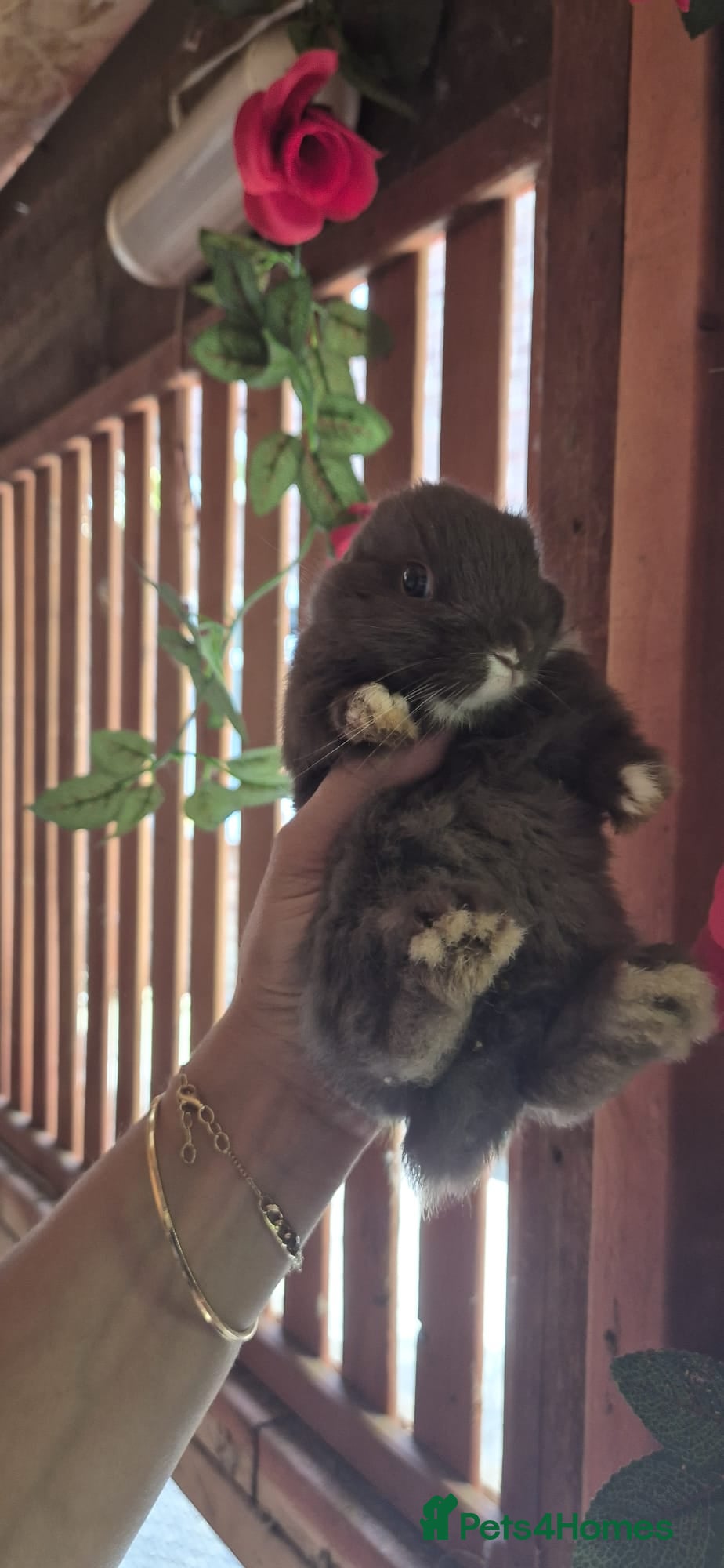 Mixed Breed rabbits I have 4 weeks and 8 weeks olds rabbits  - Advert 5