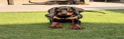 Dobermann dogs for sale: READY TO COLLET NOW | RKC DOBERMAN | CHAMPION LINE - Advert 3