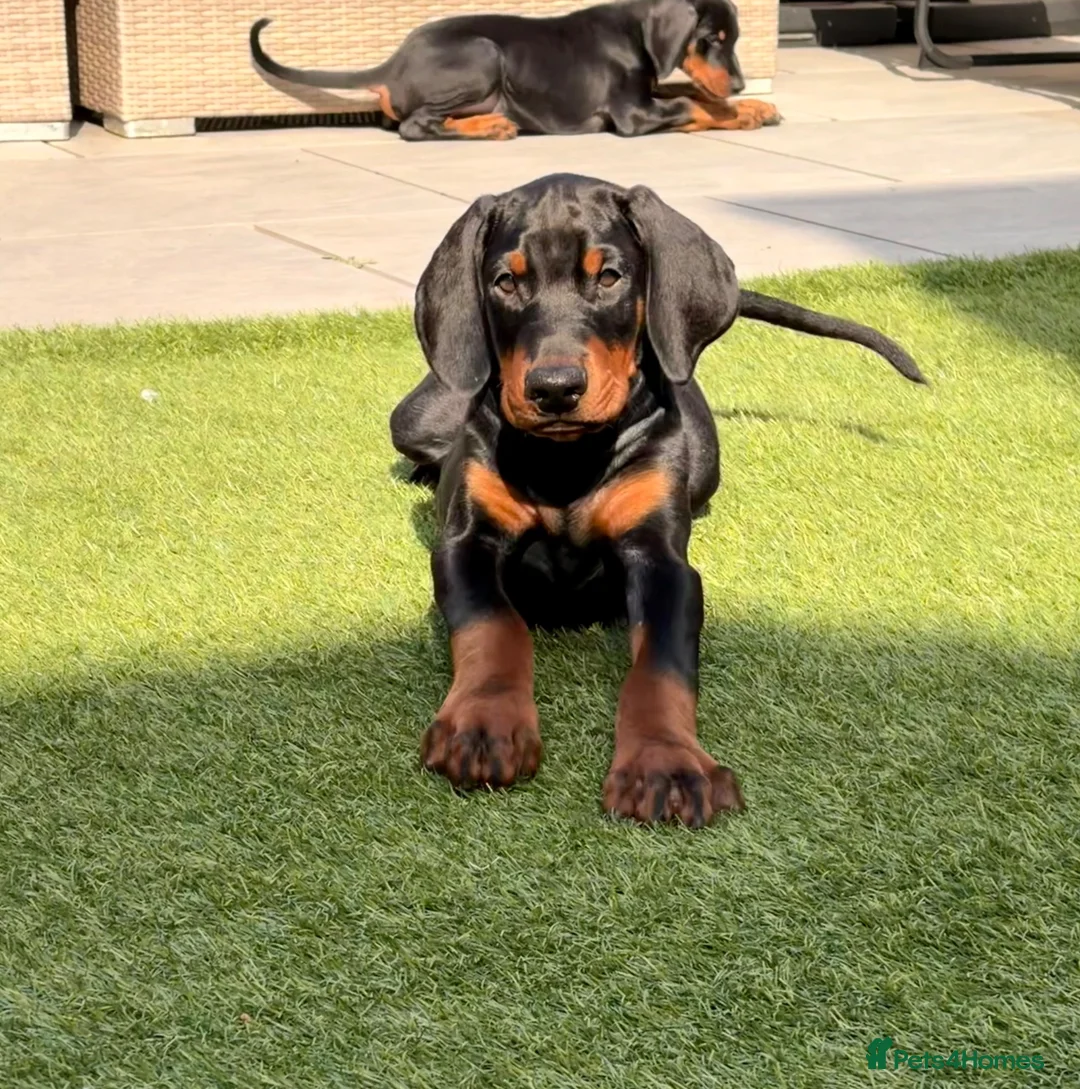 Dobermann dogs for sale: FINAL BOY REMAINING | READY NOW | RKC DOBERMAN - Advert 1