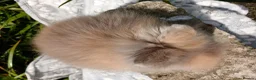 Lionhead rabbits for sale: Stunning DM lionhead baby rabbits - Advert 3