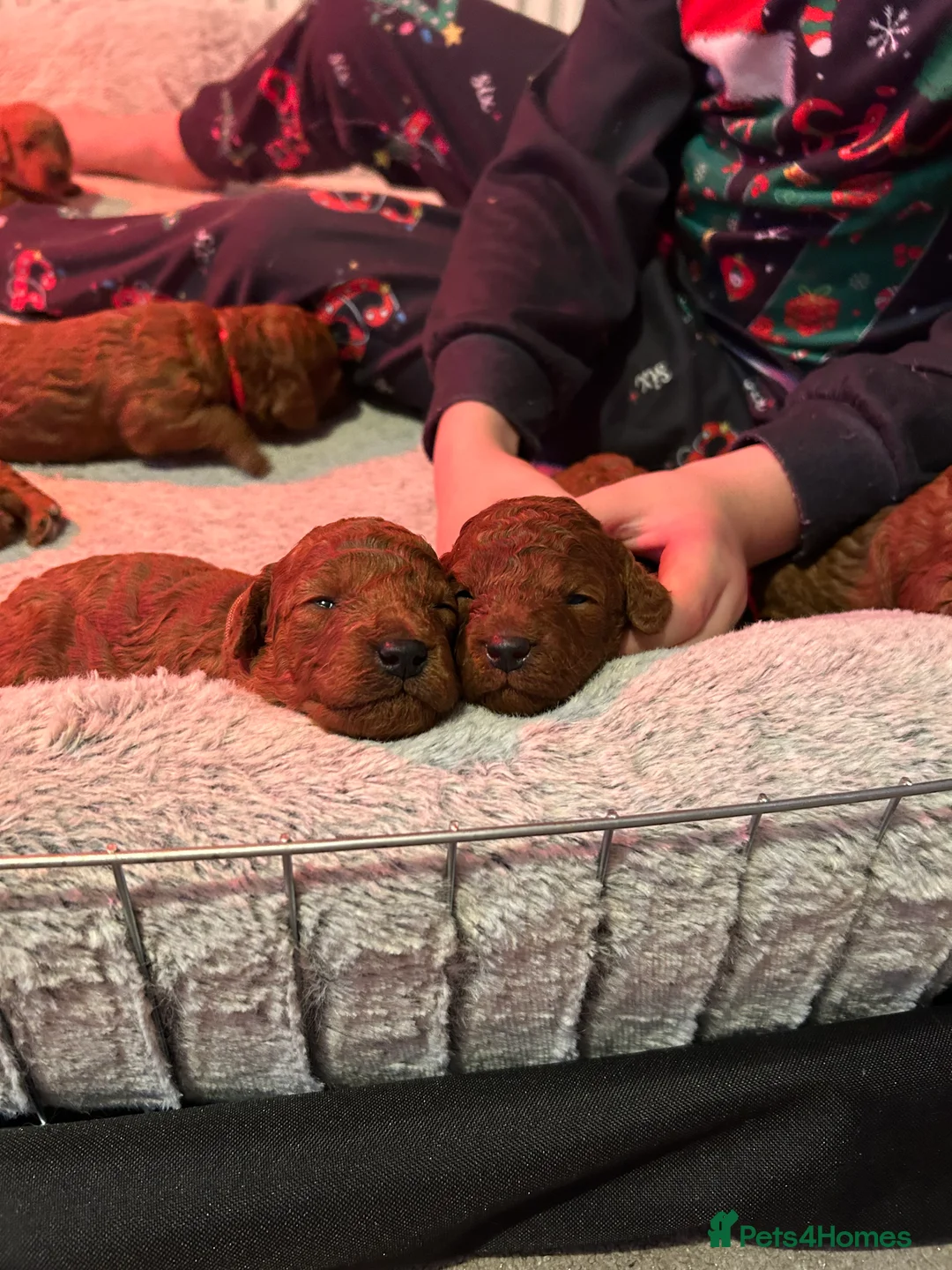 Labradoodle dogs for sale: ⭐ Stunning Red F1BB Labradoodle Puppies  - Advert 32