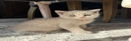 British Shorthair cats for sale: British Shorthair Lilac Male  in Woodhall Spa - Advert 10