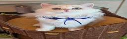 British Longhair cats for sale: British Longhair WCF Champion Kittens ⭐  - Advert 23