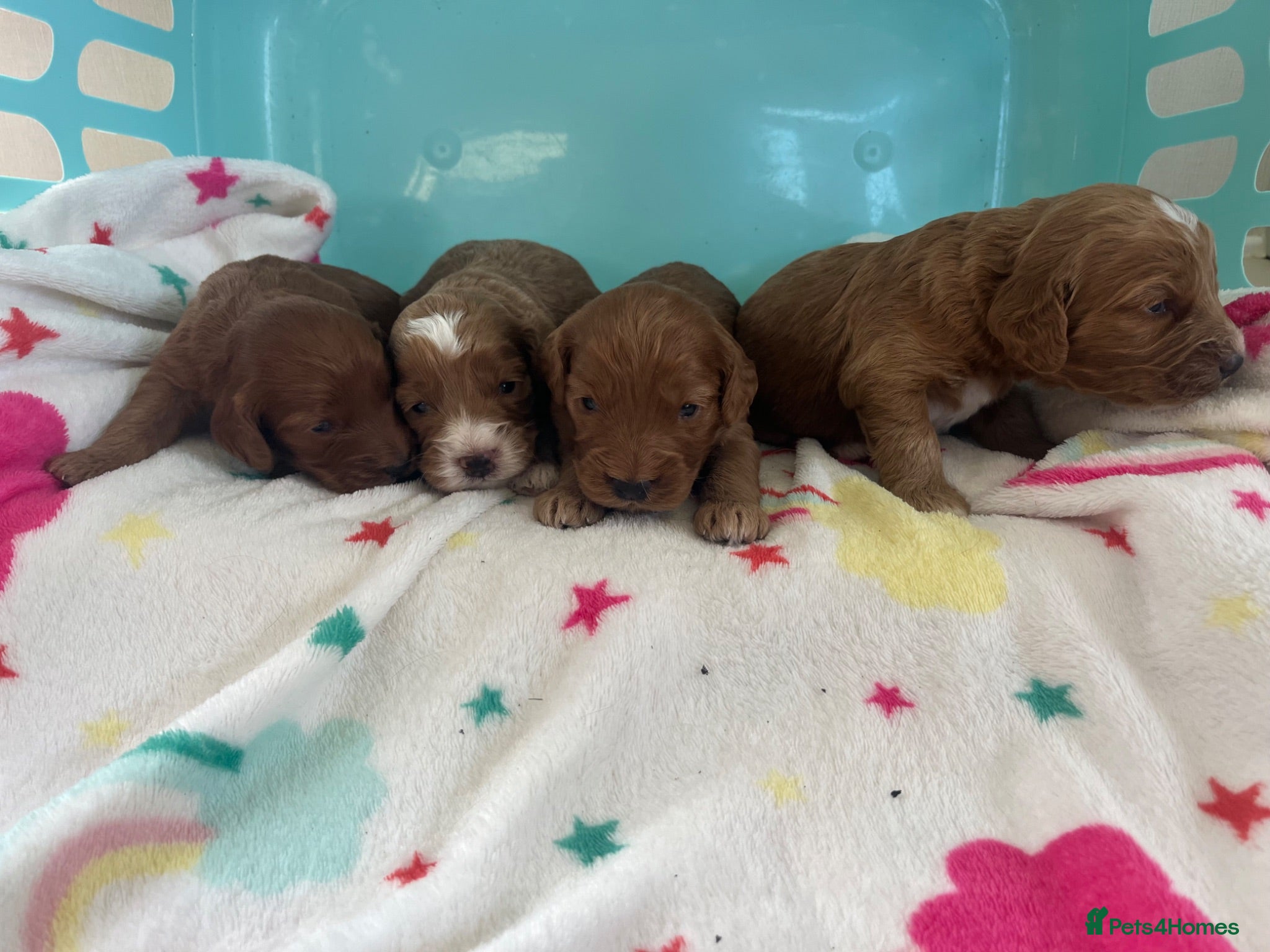 Cockapoo dogs Stunning cockapoo’s puppies  - Advert 1