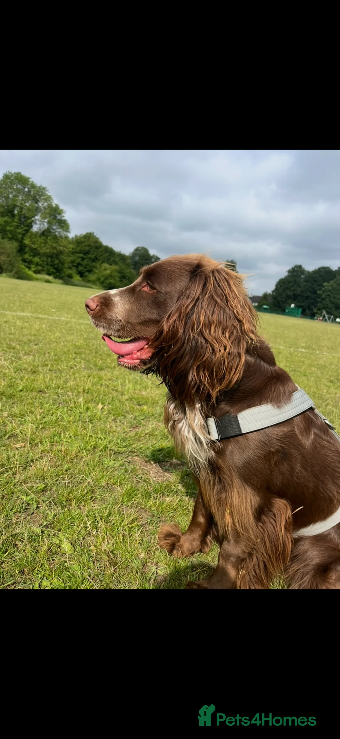 Cocker Spaniel dogs for stud: Coco the STUD - Advert 4
