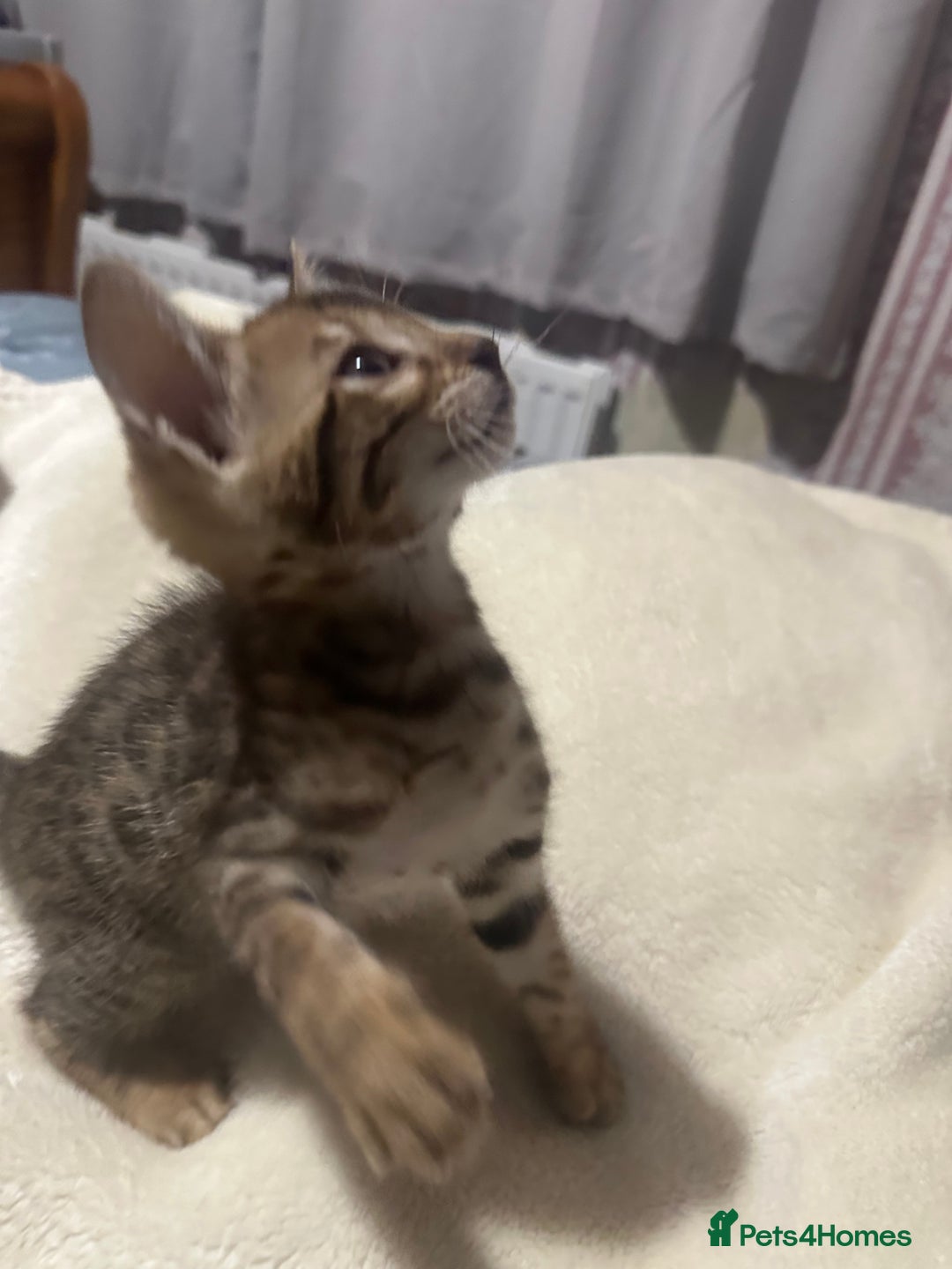 Bengal cats for sale: Beautiful bengals  - Advert 25