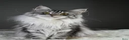 Maine Coon cats for sale: Peppy *Piggy*   - Advert 5