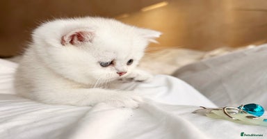 Scottish Fold cats - Advert 1