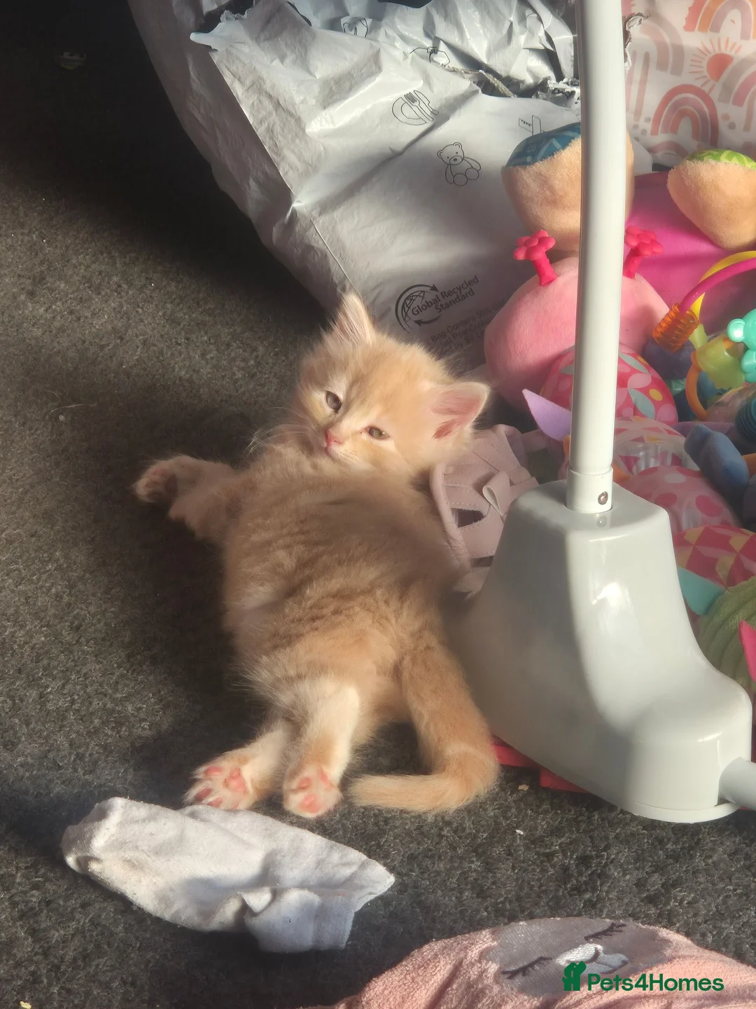 Mixed Breed cats for sale: Mainecoon cross male kitten  - Advert 4