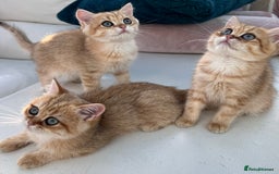 British Shorthair cats for sale:  **   ** : BSH Golden champion lines - Advert 17