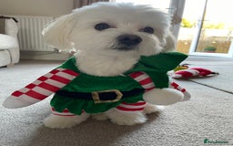 Maltese dogs for stud: Maltese Males (for Stud)  in Durham - Image 8