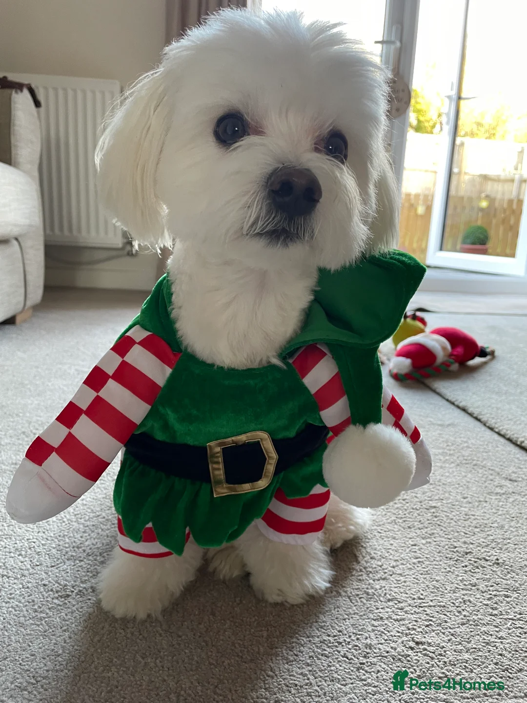 Maltese dogs for stud: Maltese Males (for Stud)  in Durham - Advert 8