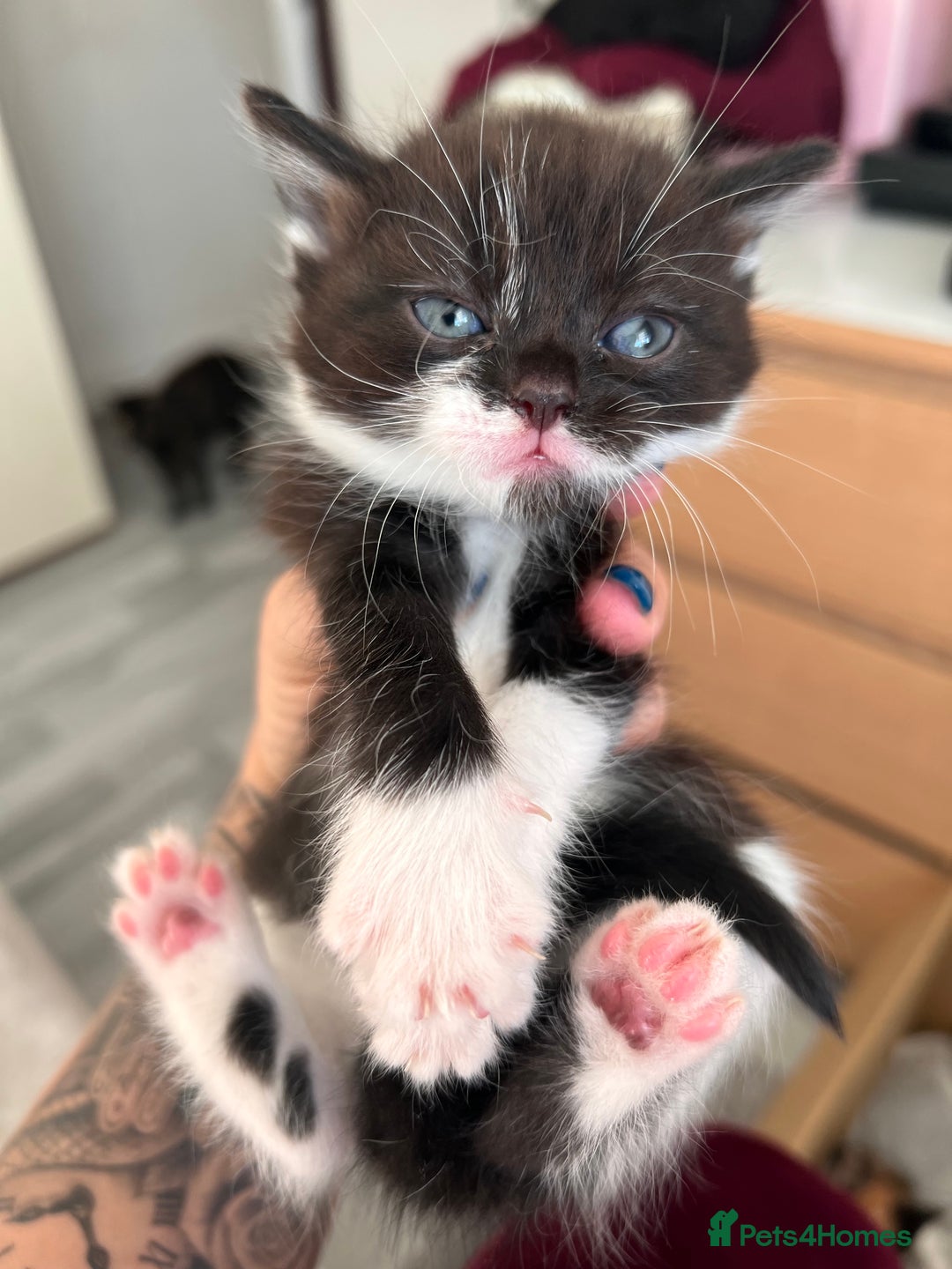 Mixed Breed cats for sale: Little bundles of purrfection  - Advert 4