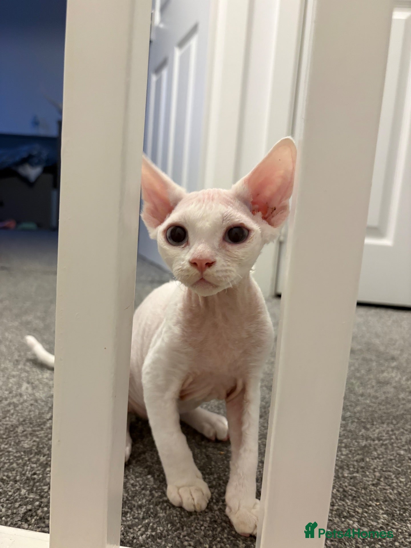 Devon Rex cats Ready to go ❤️devon rex available 😻❤️ - Advert 2