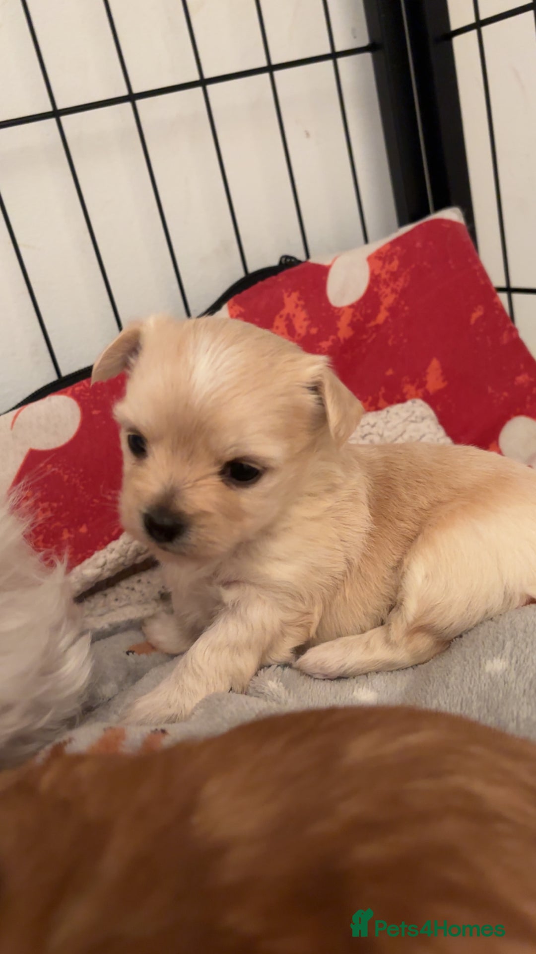 Mixed Breed dogs for sale: 3 Beautiful Chorkies girls - Advert 4