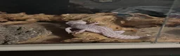 Gecko reptiles for sale: Beautiful albino leopard gecko - Advert 2