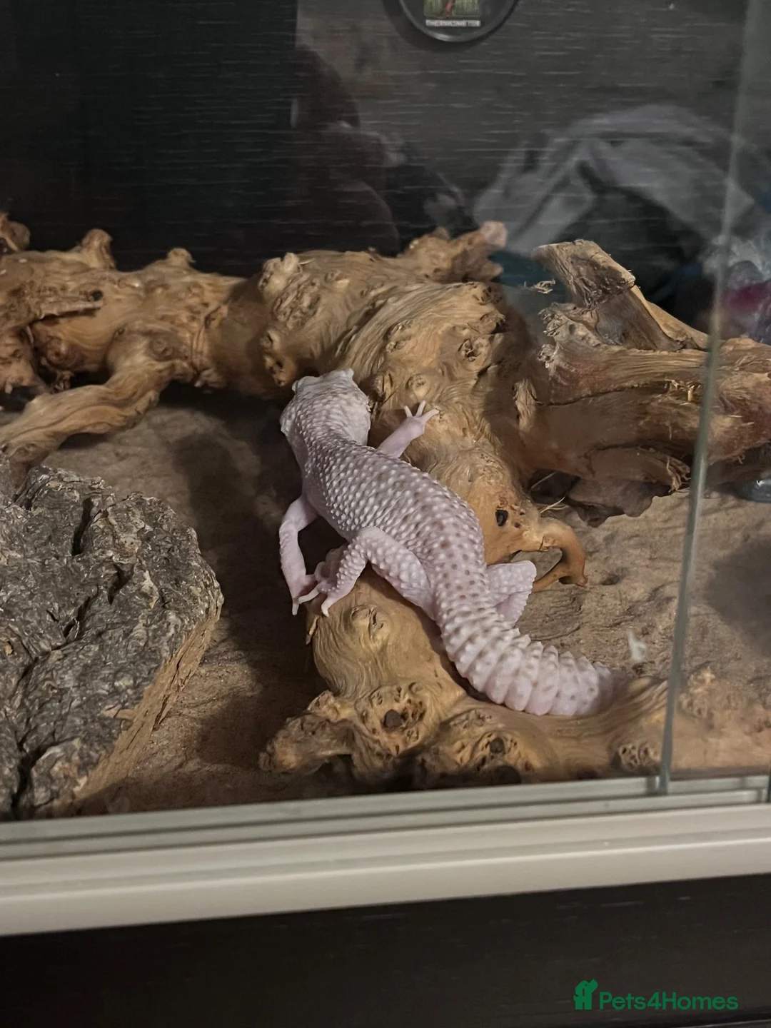 Gecko reptiles for sale: Beautiful albino leopard gecko - Advert 2