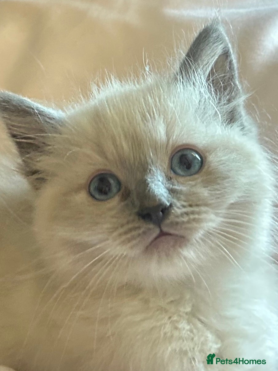 Ragdoll cats Ragdoll kittens - Advert 19