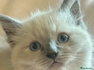 Ragdoll cats Ragdoll kittens - Advert 19