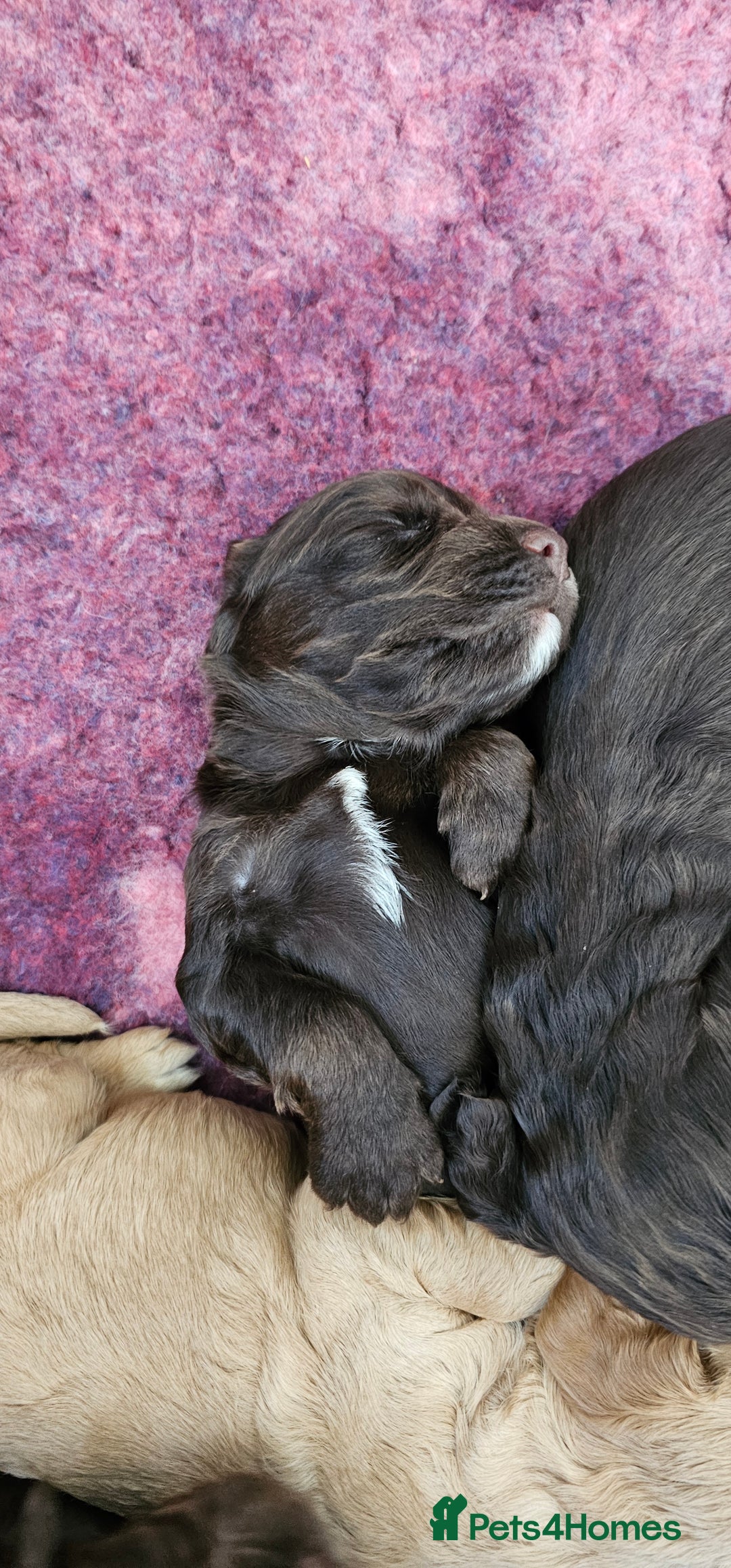 Cocker Spaniel dogs for sale: 8 AMAZING KC REG WORKING COCKER SPANIEL PUPPIES - Image 19