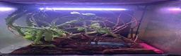 Corn Snake reptiles for sale: 2x corn snakes 1x mourning gecko with full setups - Advert 19