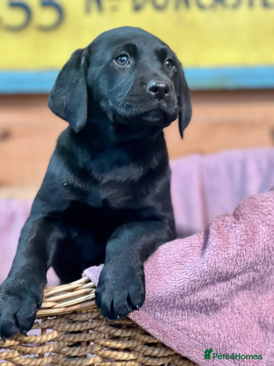 Labrador Retriever dogs for sale: KC Labrador Pups Chunky Traditional  Working - Advert 14