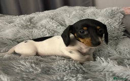 Miniature Dachshund dogs for sale: Four beautiful miniature dachshund girls - Advert 33
