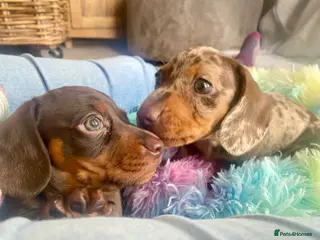 Miniature Dachshund dogs 🐶 READY TODAY 🐶 £1,800 - Advert 5