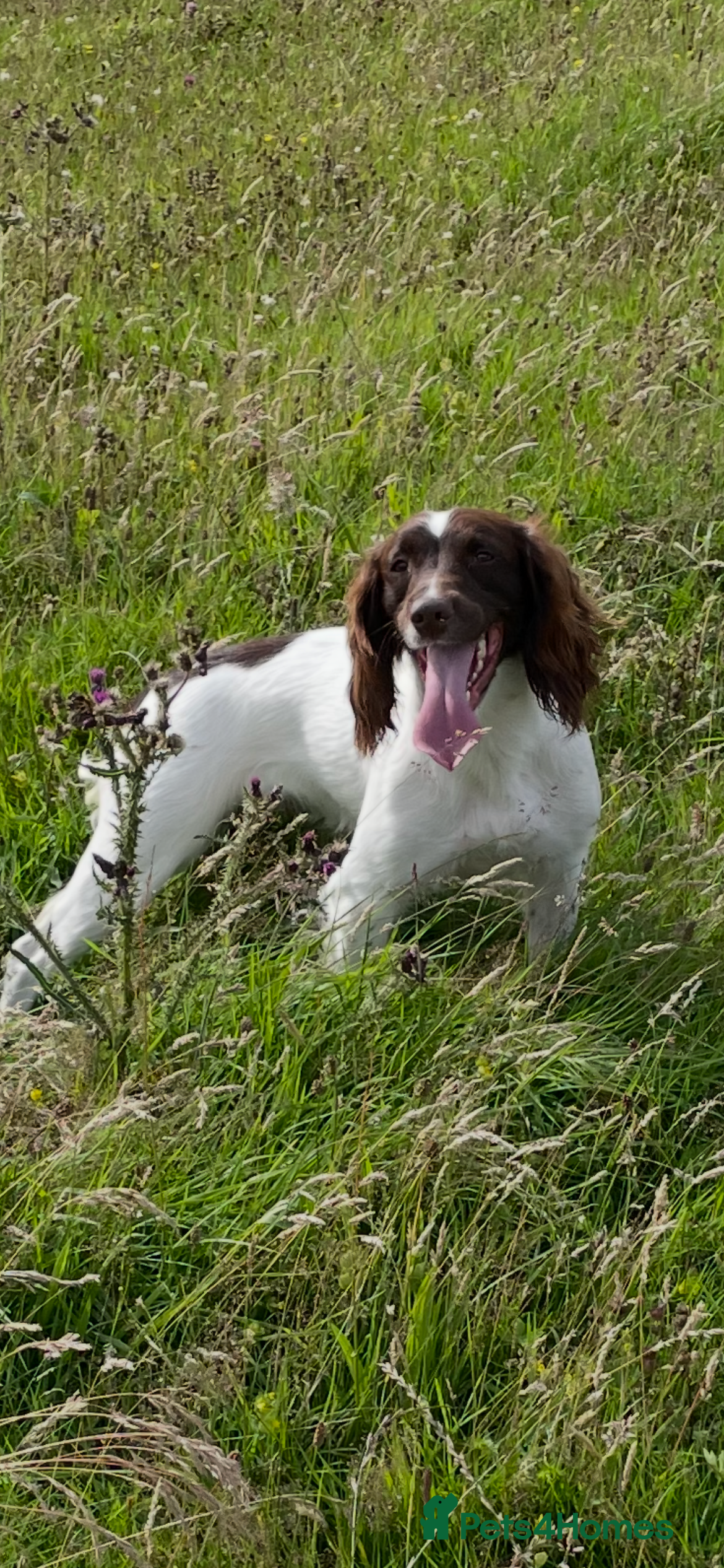 English Springer Spaniel dogs English Springer Spaniel puppies  - Advert 1