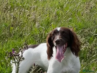 English Springer Spaniel dogs English Springer Spaniel puppies - Advert 2