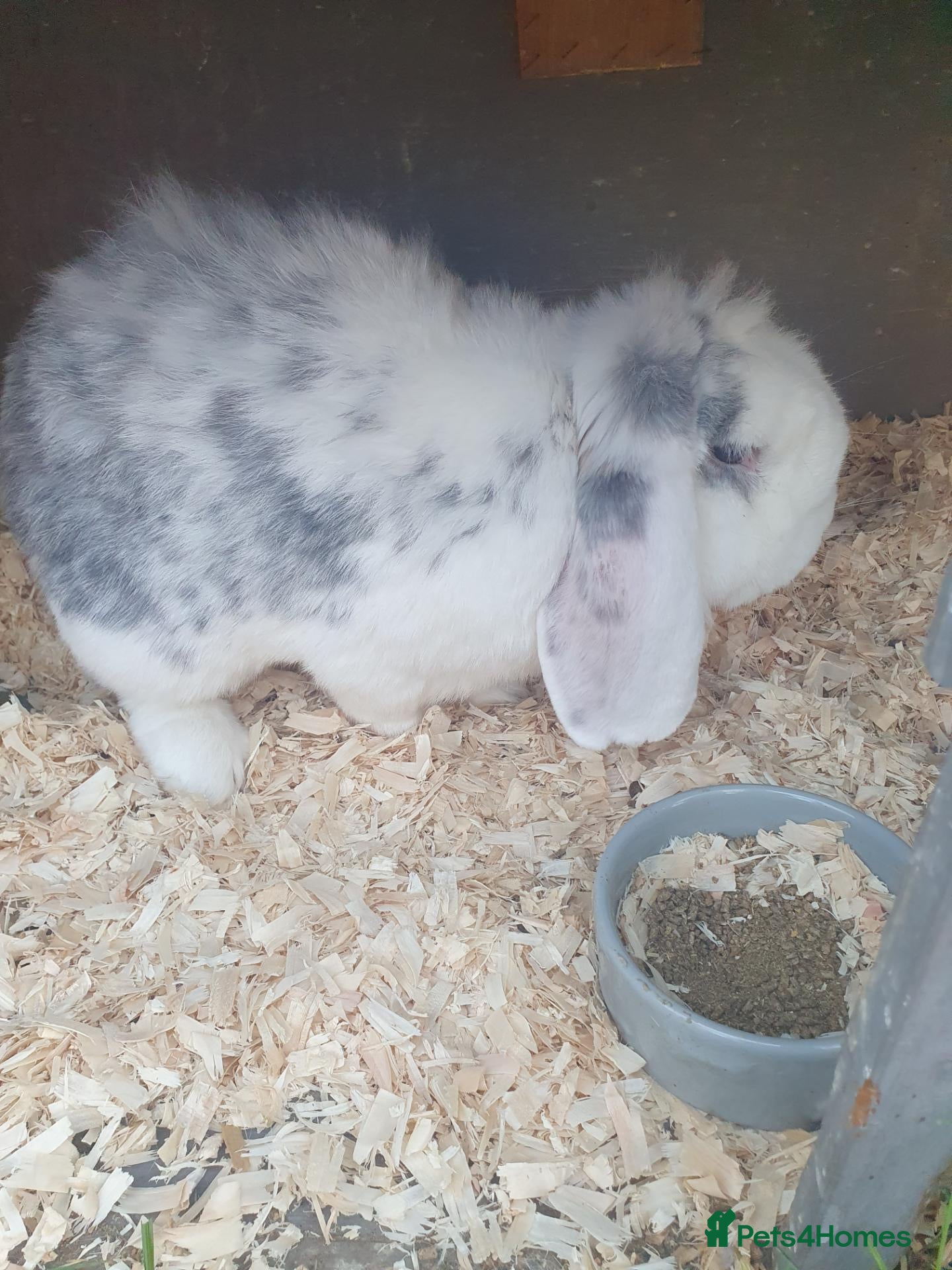 French Lop rabbits Various Vaccinated Giant French Lop - Advert 2