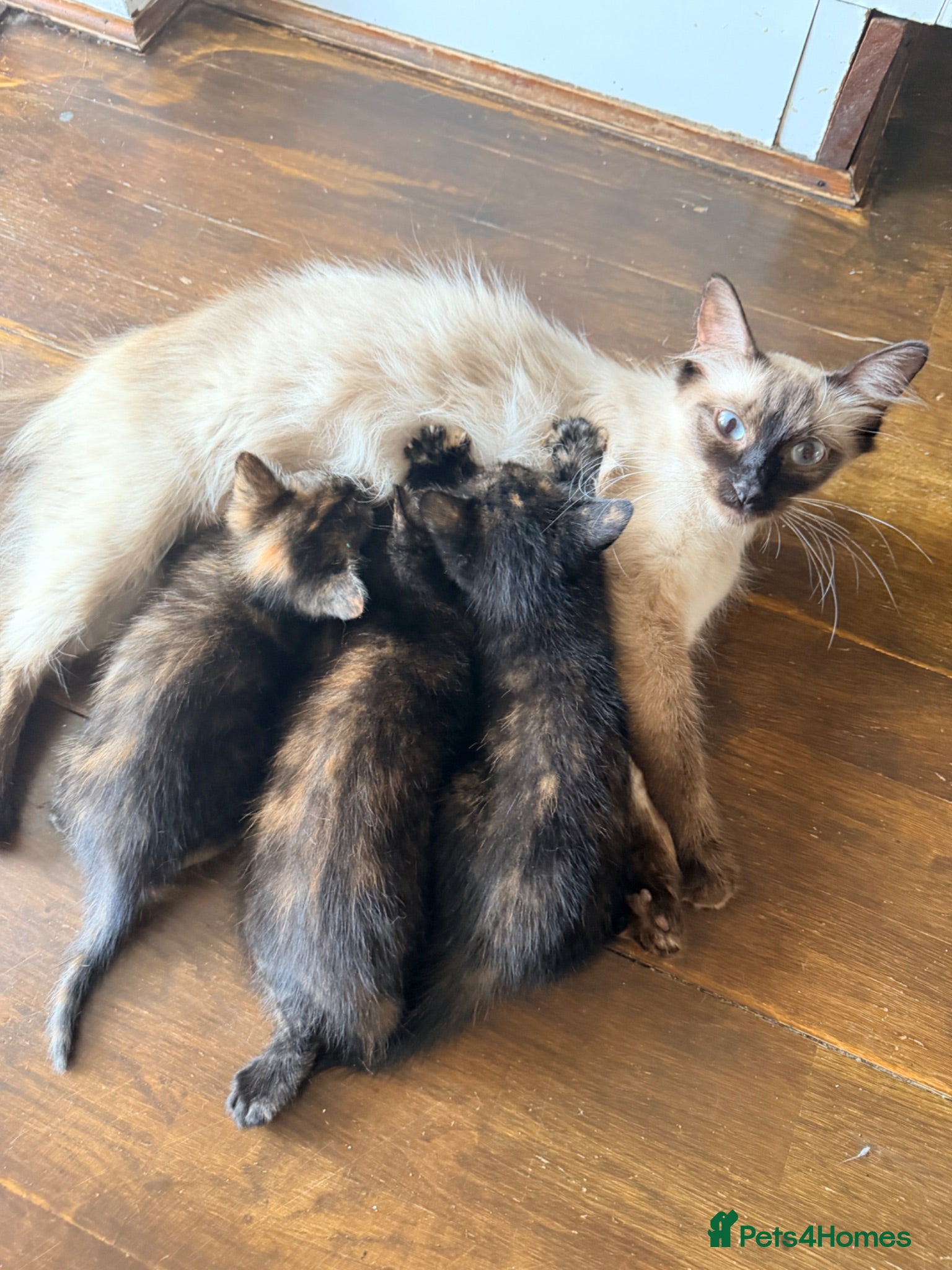 Mixed Breed cats 5 Adorable ragdoll cross kittens  - Advert 1