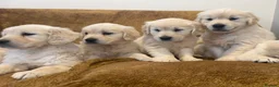 Golden Retriever dogs for sale: KC Registered Golden Retriever Puppies - Advert 26