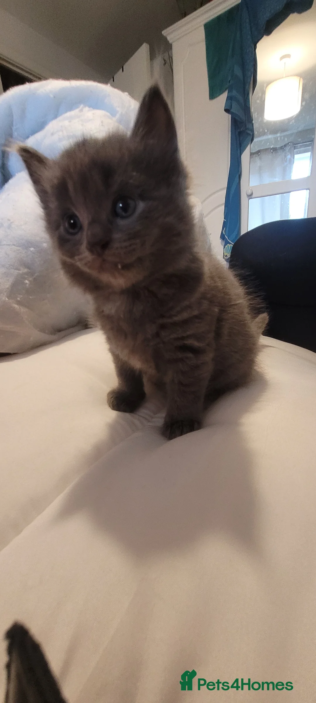 Mixed Breed cats for sale: Kittens mix short hair cross maine coon - Advert 12