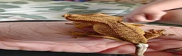 Gecko reptiles for sale: Unsexed baby crested geckos - Advert 8