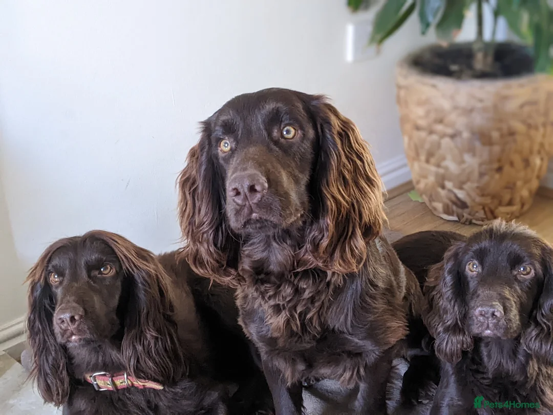 Cocker Spaniel dogs for stud: Liver Cocker Stud – KC Reg, Proven, Family Pet in Nuneaton - Advert 2
