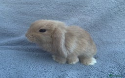 Mini Lop rabbits for sale: Purebred mini lops - Image 12