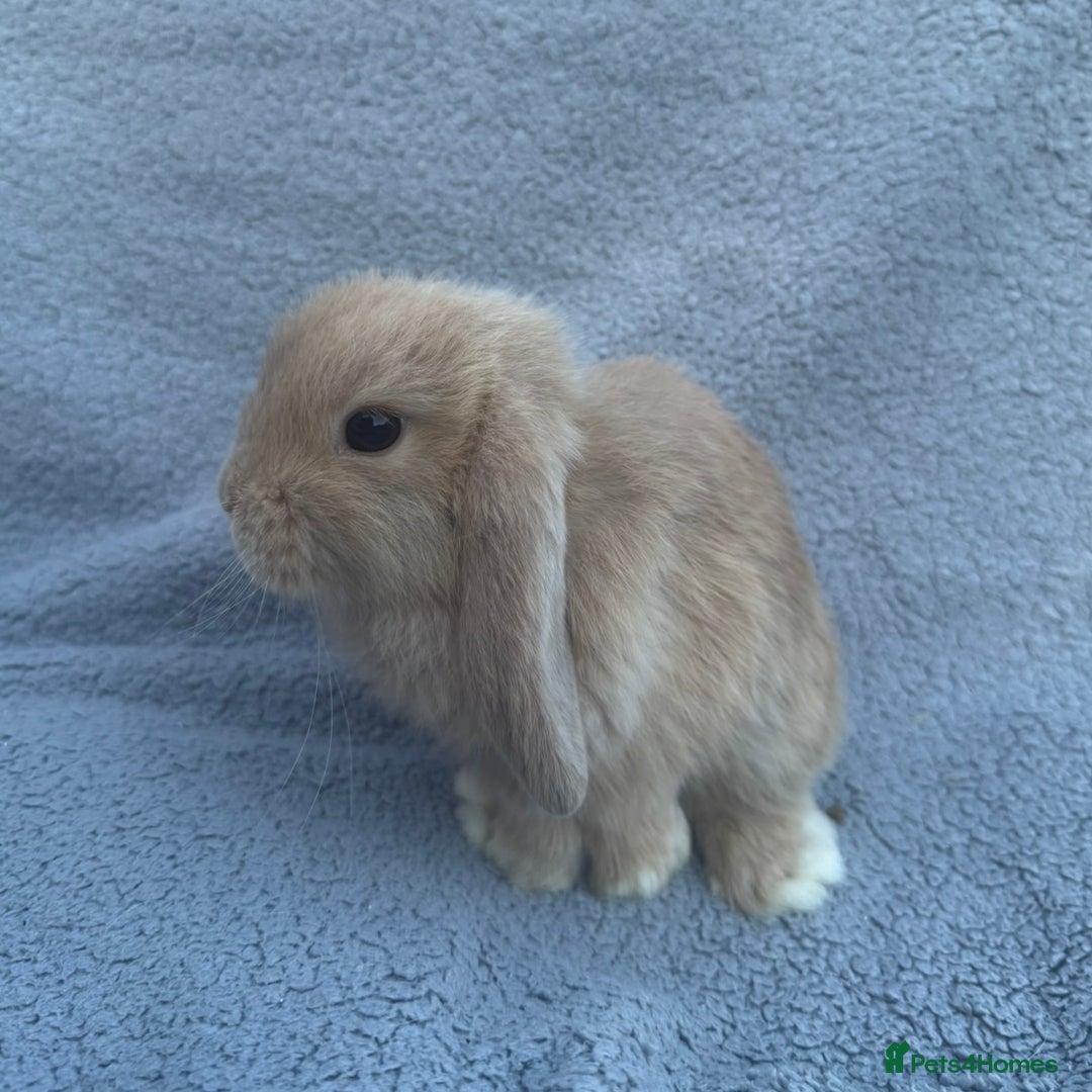 Mini Lop rabbits for sale: Purebred mini lops - Image 12