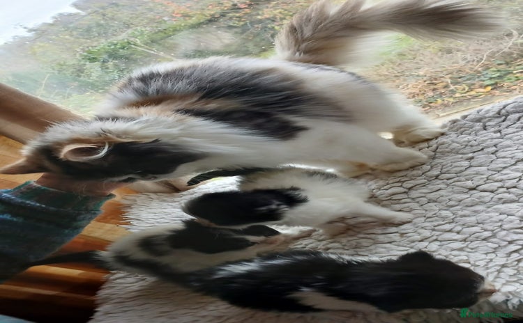 Mixed Breed cats Persian cross - Advert 2