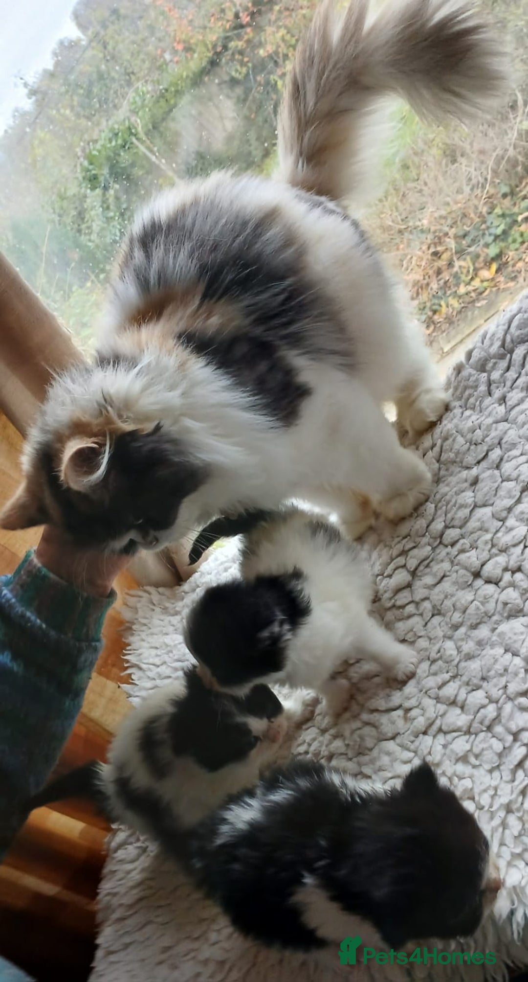 Mixed Breed cats for sale: Persian cross - Advert 1