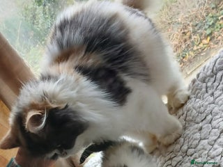 Mixed Breed cats Persian cross - Advert 1