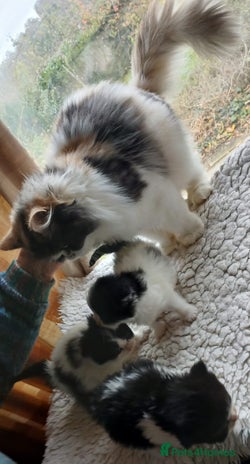 Mixed Breed cats Persian cross - Advert 2