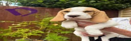 Beagle dogs for sale: BEAUTIFUL RKC PUPPIES FROM RENOWNED TOP BREEDER  - Advert 6