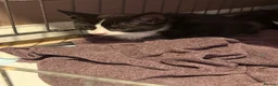 Mixed Breed cats for sale: 5 Male Farm Kittens in Sidmouth - Advert 1