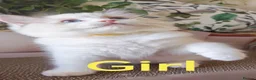 Ragdoll cats for sale: GCCF REGISTERED BEAUTIFUL RAGDOLLS KITTENS  - Advert 25